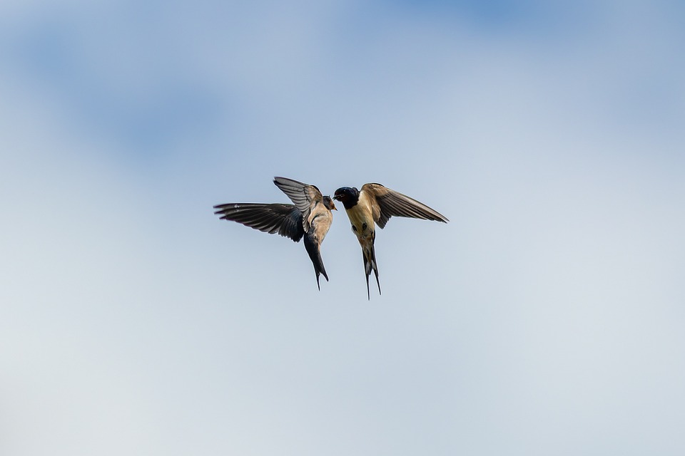 Birds